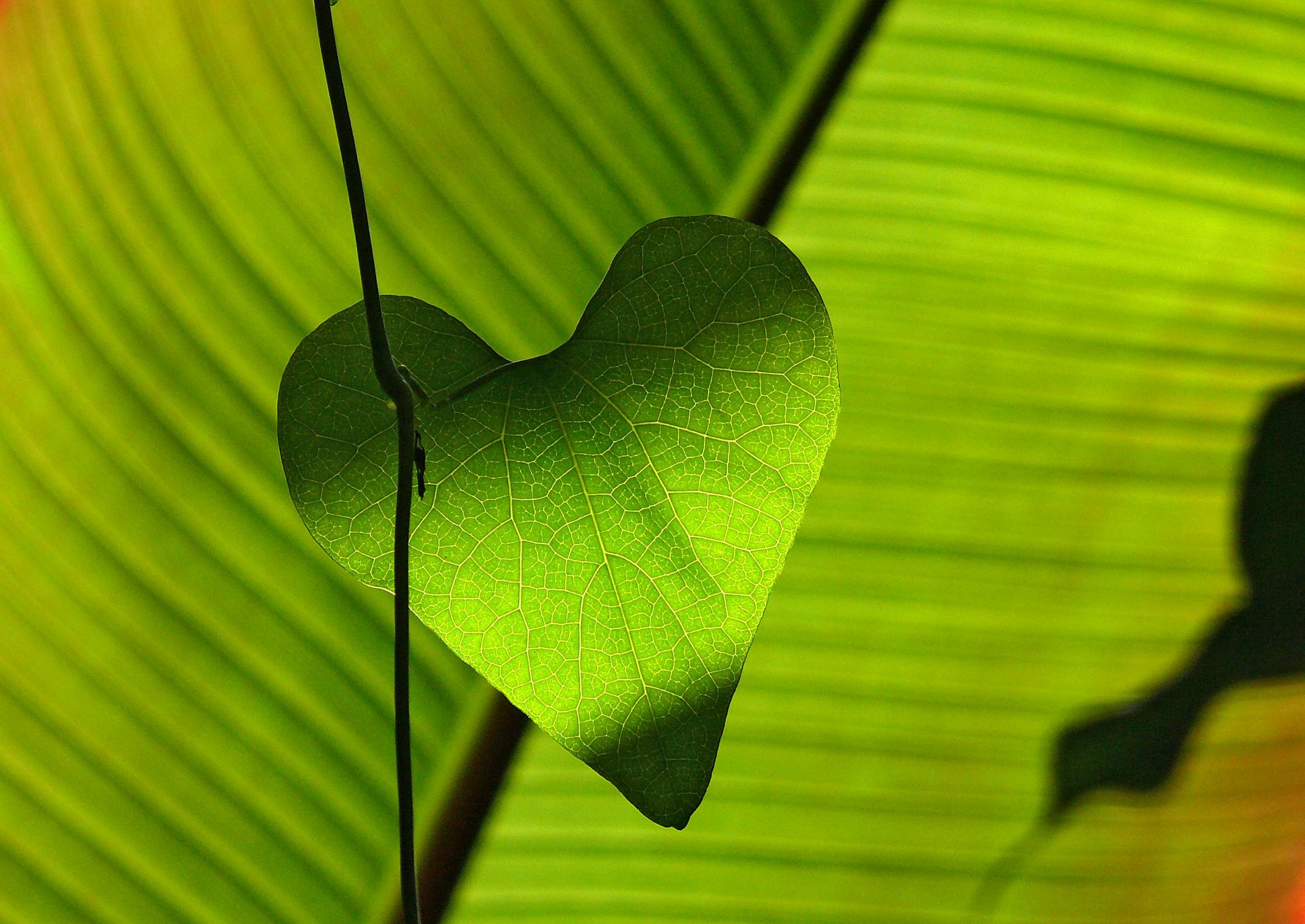 A heart-shaped green leaf beautifully backlit against a vivid, lush green background, creating a natural and serene scene.